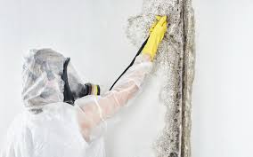 Professional Mold Remediation in Huntertown, IN